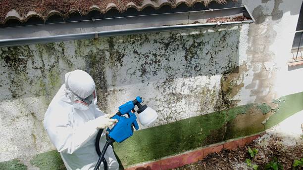 Top rated local Mold Remediation specialists in Buford, GA